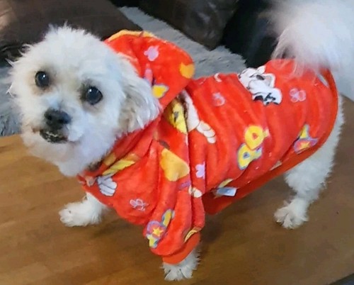 Official nickelodeon paw - nickelodeon,